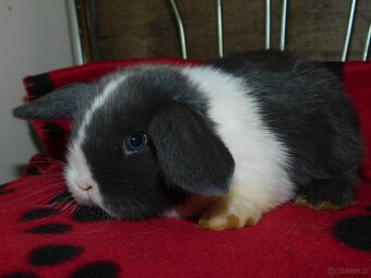 Cudowne baranki mini lop niebieskie - 9