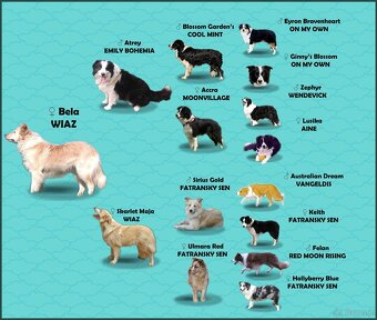 Piękny Pies Border Collie - XANDO z pełną dok. z hodowli do - 9