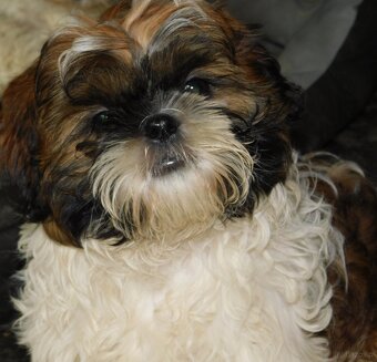 Shih tzu piesek Niko - 9