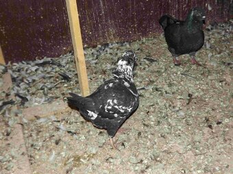 sprzedam gołębie - 9