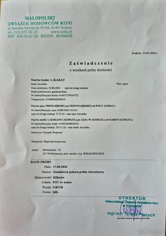 Ogier L-Karat srokaty tobiano homozygota - 9
