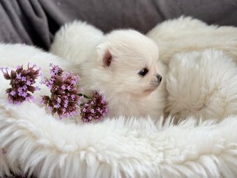 SZPIC MINIATUROWY POMERANIAN PIĘKNE SUNIE I PIESKI - 9