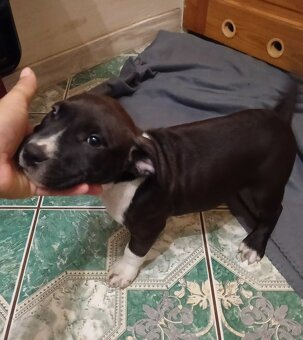 Masywne szczeniaki amstaff - 9