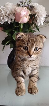 Sprzedam koty rasowe. SCOTTISH FOLD.I czarna kotka brytyjka - 9