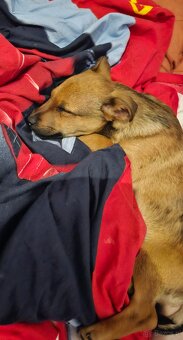 Szczenię -piesek - 9