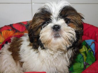 Cudna sunia Shih tzu Diana - 9