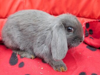 Cudowne baranki mini lop - 9