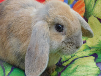 Niebieskie baranki mini lop - 9