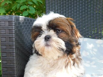 Piękna sunia shih tzu Diana - 9