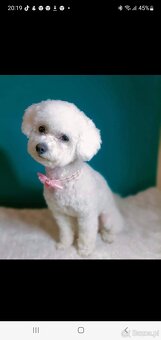 Szczeniaczki Bichon Frise - 9