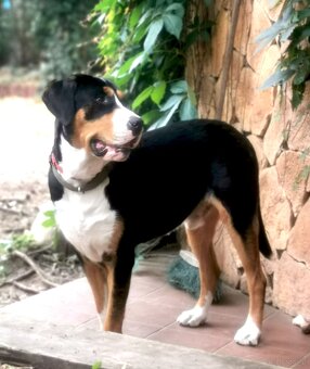 Duży Szwajcarski Pies Pasterski - 9