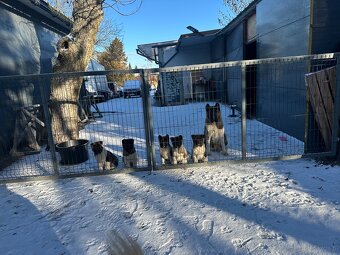 Sprzedam Szczeniaki Akity Amerykańskiej - 9