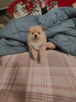 Sprzedam piesków rasy szpic - 9