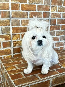 Maltańczyk Royal Maltese - 9