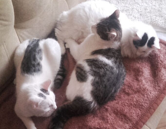 Kociaki słodsze od cukru - 9