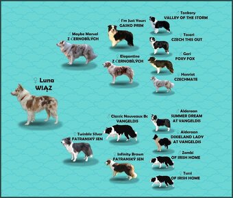 Rasowa Suczka BORDER COLLIE z Hodowli - Szczenię z pełną dok - 9