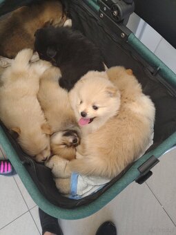 Szpic pomeranian - 9