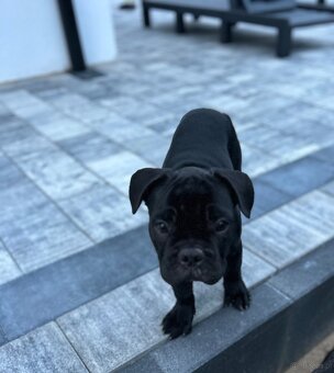 Buldog Francuski - 9