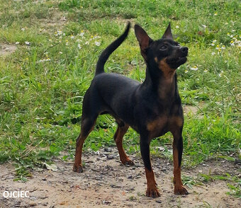 Pinczerki Pinczer Miniaturowy z Rodowodem CHIP Chłopaki Szuk - 9