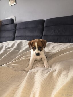 Szczeniaki Jack Russell terrier - 9