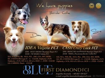 Border Collie ZKwP / FCI - 9