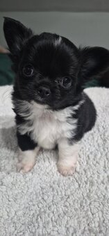 Chiuhuahua długowłosa - 9