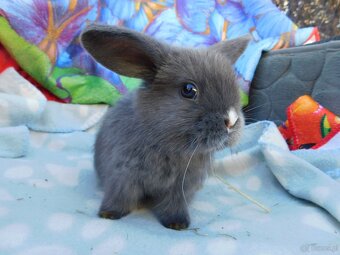 Mini lop baranki - 9