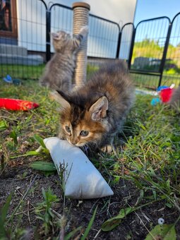 Kocięta bez ogonów Kurylski Bobtail - 9