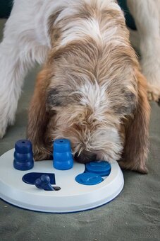 Grand basset griffon vendeen - 9