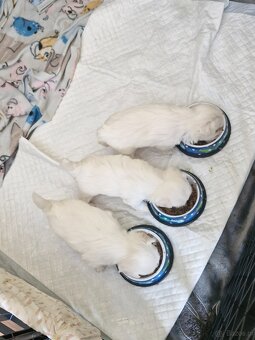 Maltańczyki szczeniaku - 9