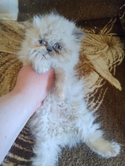 Kocięta długowłose – w typie Perski - 9