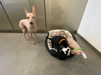 Peruwiański Pies bezwłosy - 9