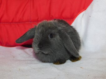 Piękne baranki mini lop niebieskie - 9