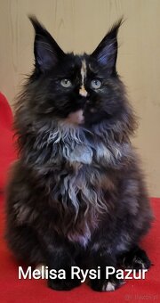 Rozkoszna szylkretka maine coon - 9
