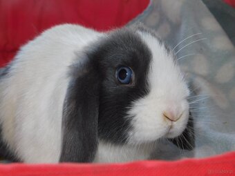 Niebieskie baranki mini lop samiczki - 9