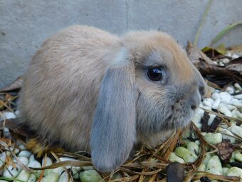 Baranki mini lop - 9