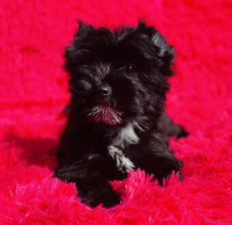 York czarny Zyzio Black Yorkshire Terrier. - 9