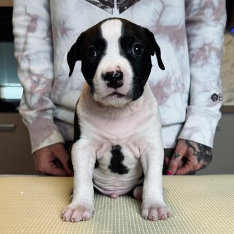 Ekskluzywne szczenięta Ruffian Amstaff - 9