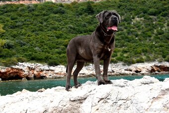 Szczenięta Cane Corso z FCI - 9