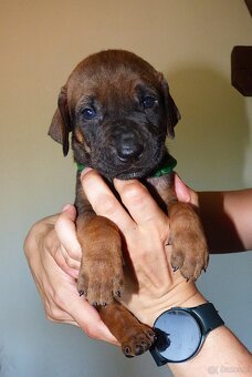 Tosa inu - nádherná štěňátka s PP - 9