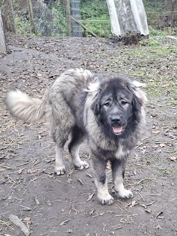 Szczenięta Owczarka Kaukaskiego - 9