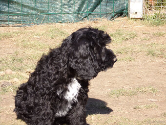 Cockapoo F1, ostatni piesek, czarny - 9