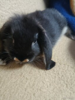 Króliczki mini lop miniaturka baranek - 9