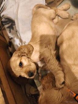 Sprzedam szczeniaki - 9