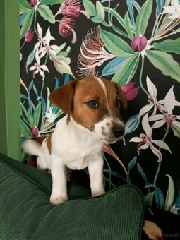 Wzorcowy gładki Jack Russell rodzice FCI - 9