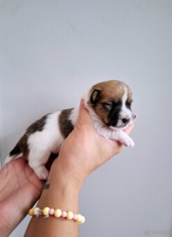 Ceylon Jack Russell Terrier FCI - 9