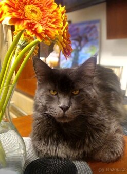 Maine coon - 9