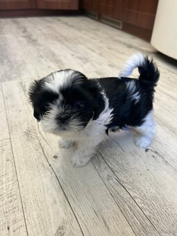 Shihtzu - 9