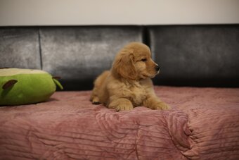 GOLDEN RETRIEVER-złote, ZKwP/FCI, typ amerykański - 9