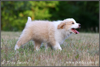 szczeniaki Border Collie psy suczki rodowód ZKwP FCI - 9